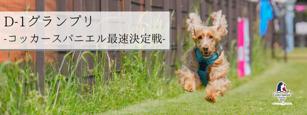 D-1グランプリ -コッカースパニエル最速決定戦-