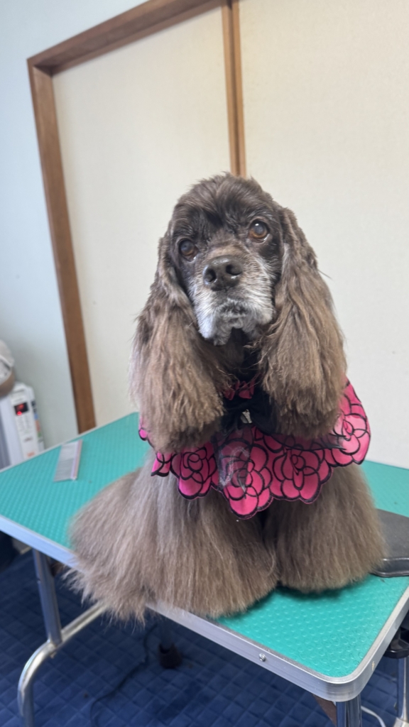 アンジュちゃん