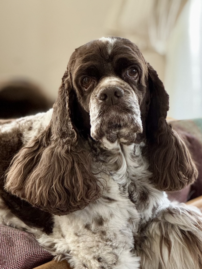 Morph (モルフ)くん